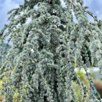 Céder atlantský (Cedrus atlantica) ´GLAUCA PENDULA´ - výška: 250-300 cm, kont. C130L (-23°C)